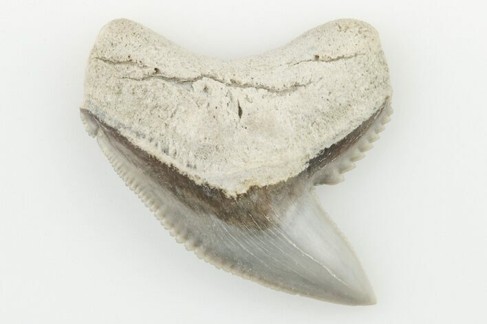 Fossil Tiger Shark (Galeocerdo) Tooth - Aurora, NC #195101
